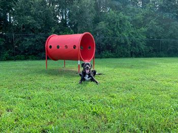 Interactive pet-park with washing station